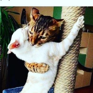 Meet your Posher, Luis